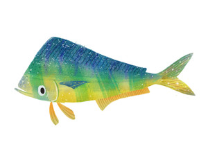Dorado Fish