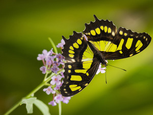 Butterly in lime green