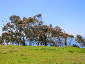 Eucalyptus Grove above La Jolla