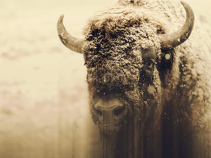 American Buffalo Bison