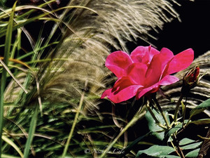 Faded Rose