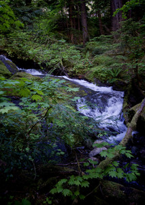 Stream from Mt. Rainier