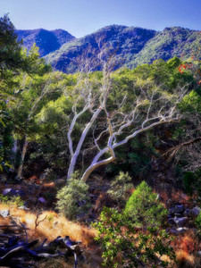 Arizona Sycamore in Winter