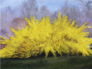 Forsythia​​