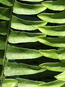 Fern​​​​​​