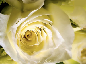 Hidden Rose