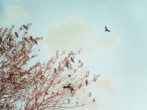 Crows in a Tree