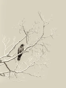 Crow on a Branch