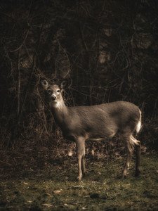 Doe