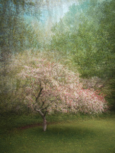 Crabapple Tree