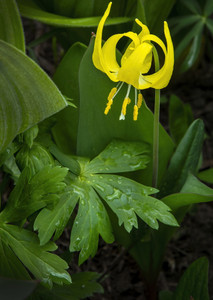Glacier Lilly
