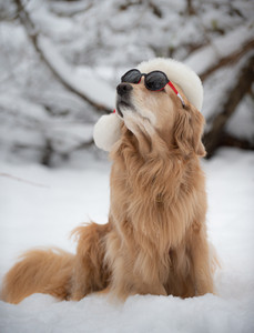 Golden Retriever in the Snow 4