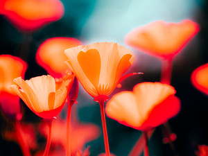 Vivid Awakening