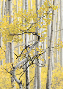 Aspen S-Curve