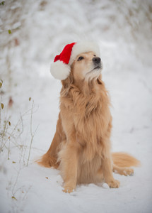 Golden Retriever in the Snow 12