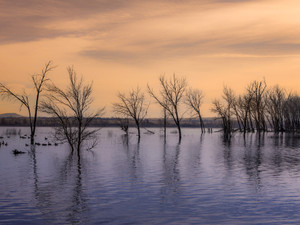 Ducks At Sunset