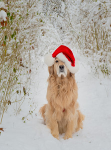 Golden Retriever in the Snow 14