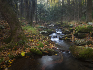 Autumn in the Cove