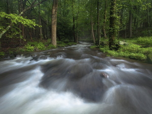 Summer Evening Stream