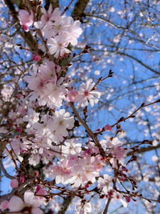 Pink and White Blossoms