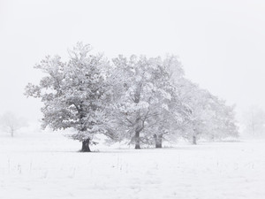 November Snow