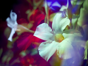 Prismatic Mandevilla