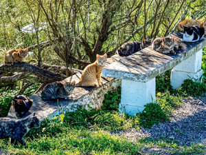Feral Family
