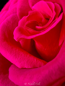 Essence of a Red Rose