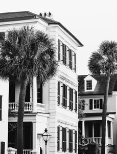 Charleston Palms (Black and White)