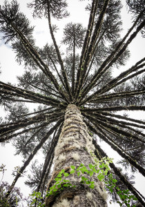 Araucaria #3