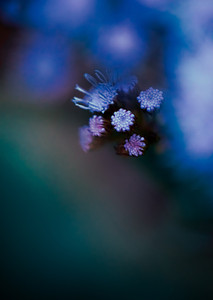 Veiled in Violet