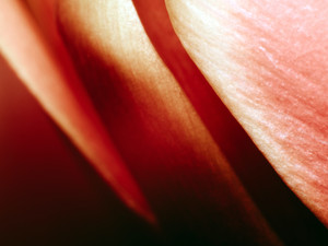 Red Tulip II