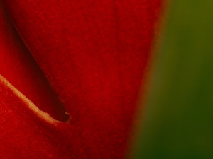 Red Tulip III