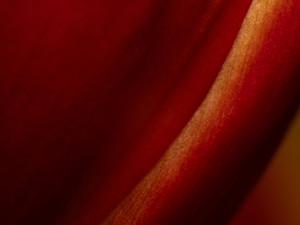 Red Tulip IV