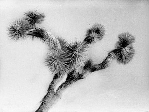 yucca​​