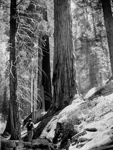 walking with giants