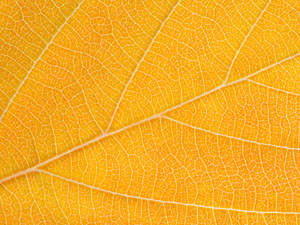 Autumn Leaf​​