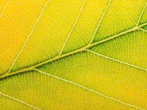 Autumn Leaf​​​