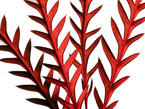 Grevillea