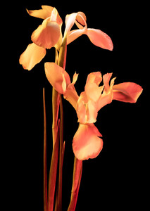 Irises 1