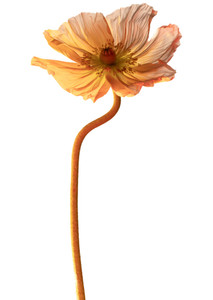 Poppy 2​