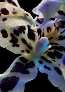 Leopard Orchid 1