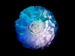 Ranunculus 1