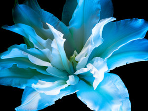 Roselily 1