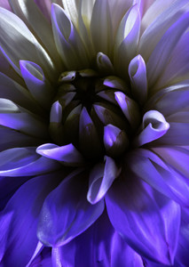 Chrysanthemum 1