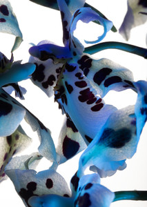 Leopard Orchid 2