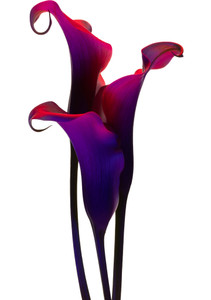 Calla Lillies 5