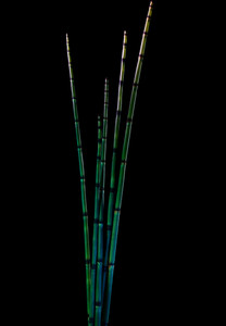 Horsetail 2