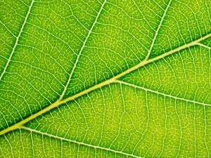 Autumn Leaf​​​​​​