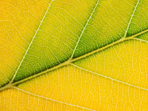 Autumn Leaf​​​​​​​